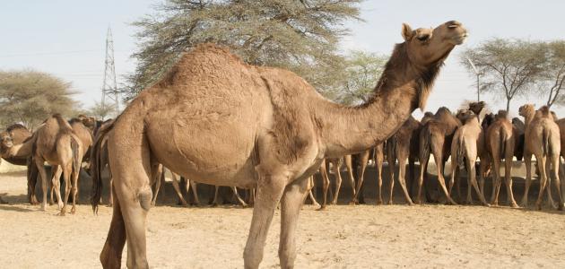 من أي شيء خلقت الحيوانات من أي شيء خلقت الحيوانات
