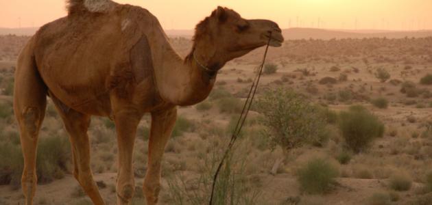 من الذي ذبح ناقة صالح من الذي ذبح ناقة صالح
