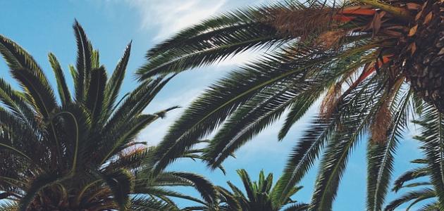 من هم الأوس والخزرج من هم الأوس والخزرج