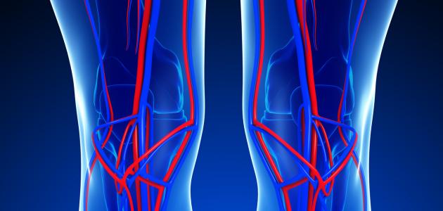 من هو مكتشف الدورة الدموية