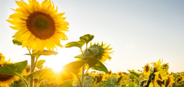 موضوع تعبير عن وصف الطبيعة موضوع تعبير عن وصف الطبيعة