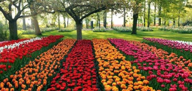 وصف الطبيعة في فصل الصيف وصف الطبيعة في فصل الصيف