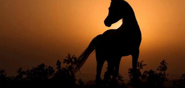 يزيد بن أبي سفيان يزيد بن أبي سفيان