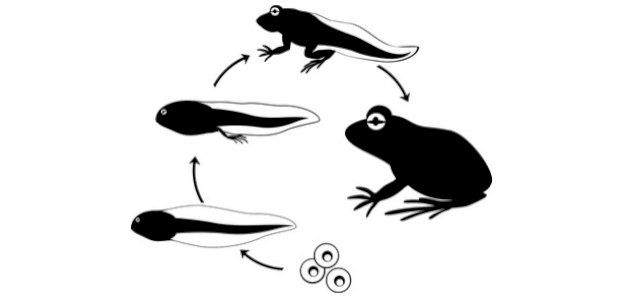 أبو ذنيبة أبو ذنيبة