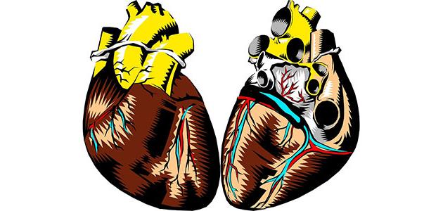 أجزاء القلب أجزاء القلب