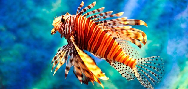 أجمل أنواع السمك أجمل أنواع السمك