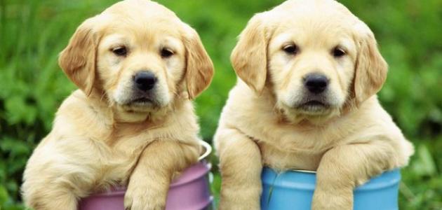 أجمل أنواع الكلاب أجمل أنواع الكلاب