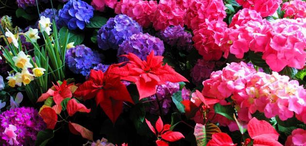 أجمل أنواع الورود في العالم