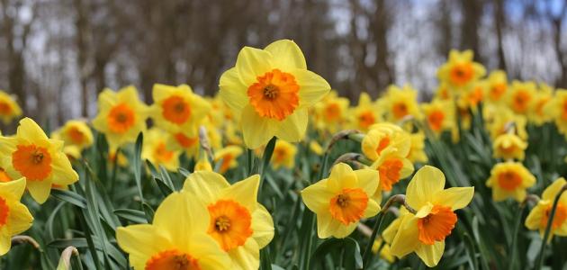 أجمل الزهور في العالم أجمل الزهور في العالم