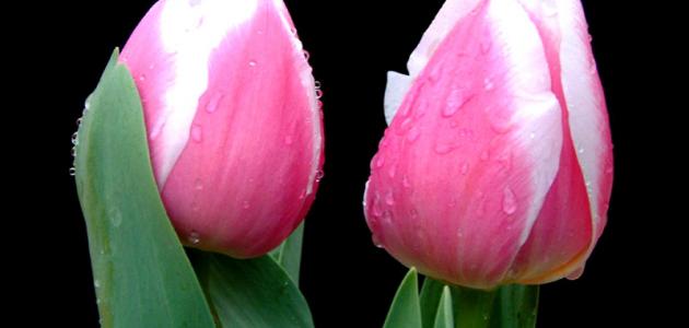 أجمل الورود أجمل الورود