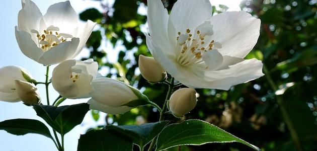 أجمل زهور في العالم