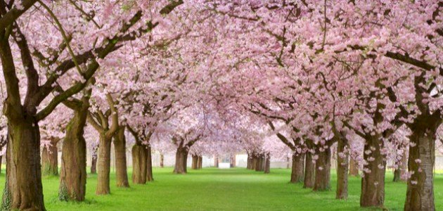 أجمل شجرة في العالم