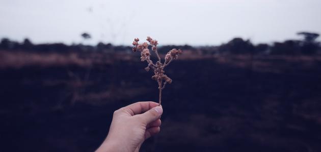 أجمل عبارة في العالم أجمل عبارة في العالم