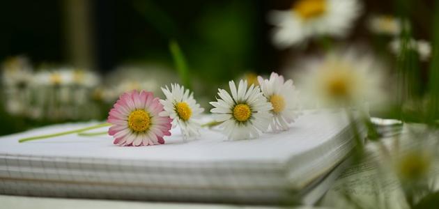 أجمل قصائد أبي نواس أجمل قصائد أبي نواس