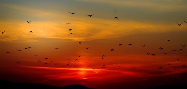 أجمل كلمات المساء أجمل كلمات المساء