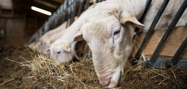 أحكام الأضحية