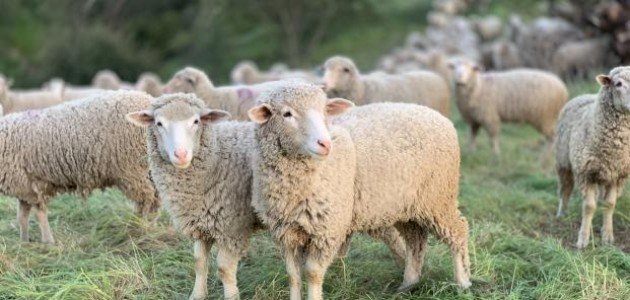 أحكام الأضحية عند الحنفية