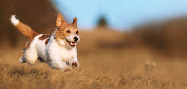 أحلى أنواع الكلاب أحلى أنواع الكلاب