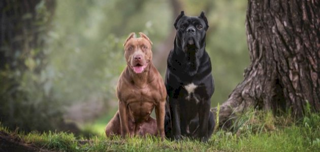 أخطر أنواع الكلاب أخطر أنواع الكلاب