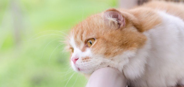 أسباب الاكتئاب عند القطط