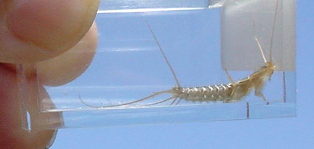 أسباب ظهور حشرة السمك الفضي أسباب ظهور حشرة السمك الفضي