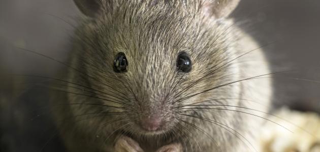 أسباب وجود الفئران في البيت أسباب وجود الفئران في البيت