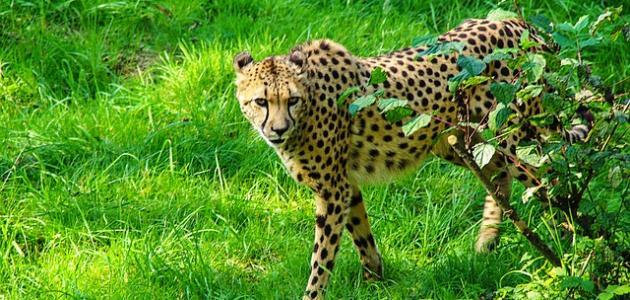 أسرع الحيوانات البرية أسرع الحيوانات البرية