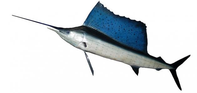 أسرع حيوان في البحر أسرع حيوان في البحر