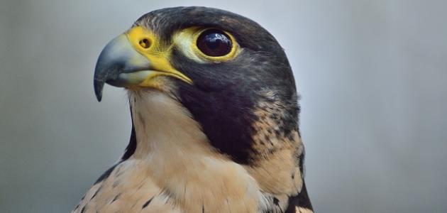 أسرع طائر في العالم أسرع طائر في العالم