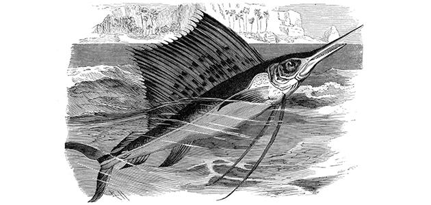 أسرع مخلوق بحري