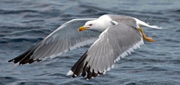 أسماء الطيور البحرية أسماء الطيور البحرية