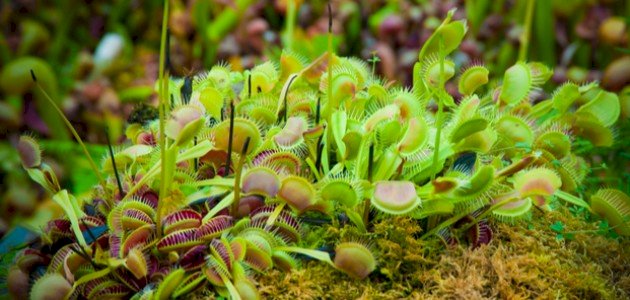 أسماء النباتات المفترسة أسماء النباتات المفترسة