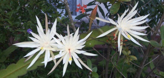 أسماء زهور نادرة أسماء زهور نادرة