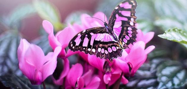 أشعار ابن الرومي أشعار ابن الرومي