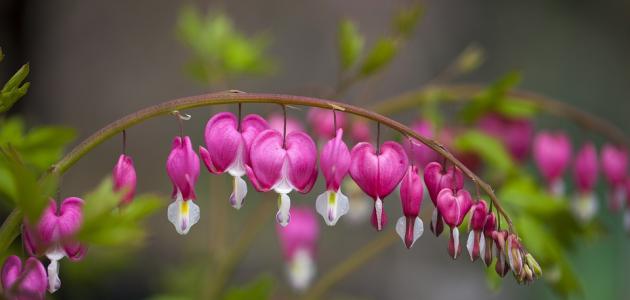 أشعار نزار قباني عن الشوق