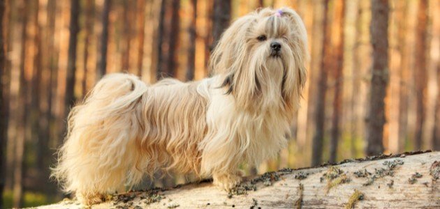 أصغر كلاب العالم أصغر كلاب العالم