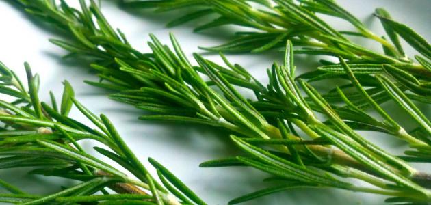 أضرار إكليل الجبل أضرار إكليل الجبل