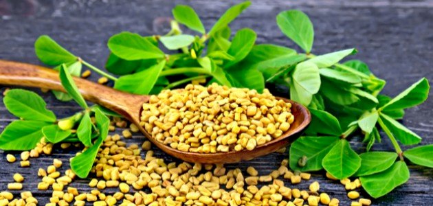 أضرار الحلبة للرجال أضرار الحلبة للرجال