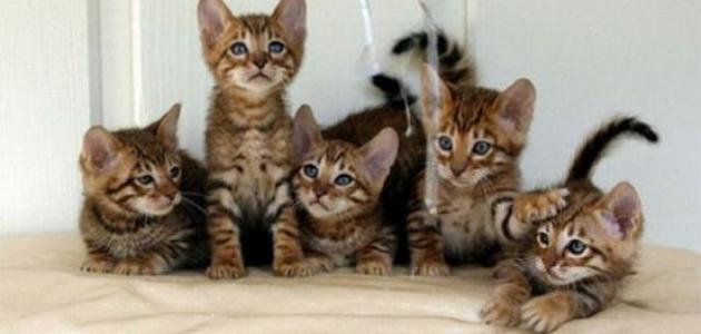 أضرار القطط على الأطفال