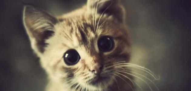 أضرار تربية القطط في المنزل أضرار تربية القطط في المنزل