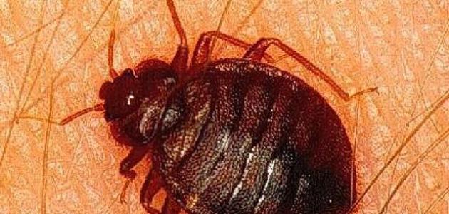 أضرار حشرة البق على الإنسان أضرار حشرة البق على الإنسان
