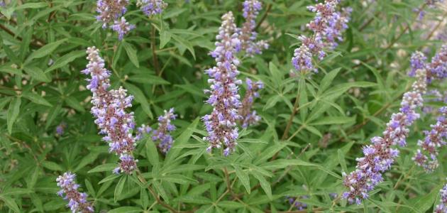 أضرار عشبة المدينة أضرار عشبة المدينة