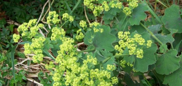 أضرار عشبة عباءة السيدة