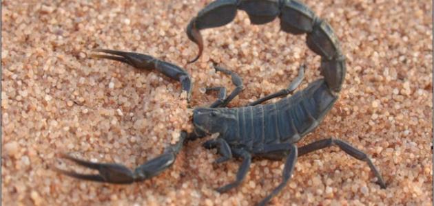 أضرار لدغة العقرب أضرار لدغة العقرب