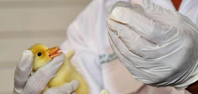 أعراض إنفلونزا الطيور أعراض إنفلونزا الطيور