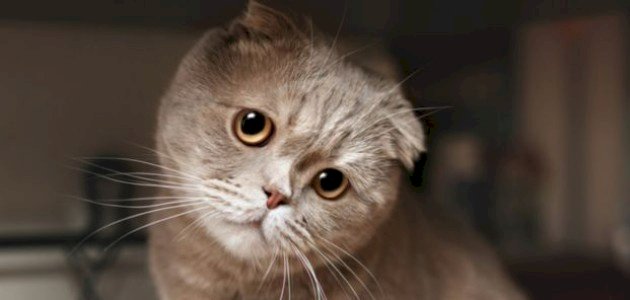 أعراض اكتئاب القطط أعراض اكتئاب القطط