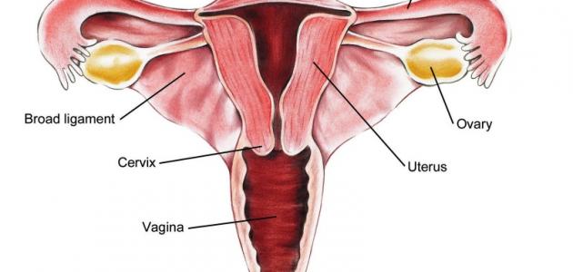 أعراض وجود ورم في الرحم أعراض وجود ورم في الرحم