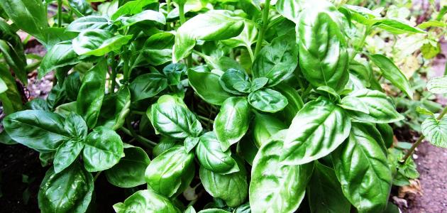 أعشاب لشد الوجه المترهل