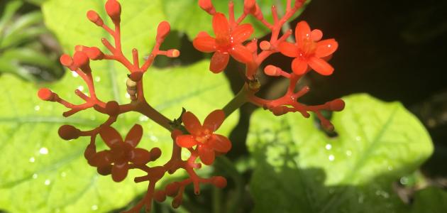 أعشاب لعلاج الخمول وكثرة النوم أعشاب لعلاج الخمول وكثرة النوم