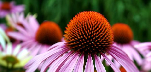 أعشاب لنزلات البرد أعشاب لنزلات البرد